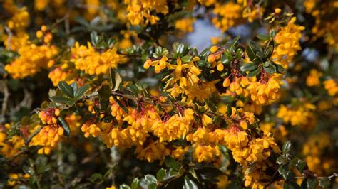 Barberry care and growing guide: how to look after